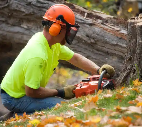 tree services Lilesville